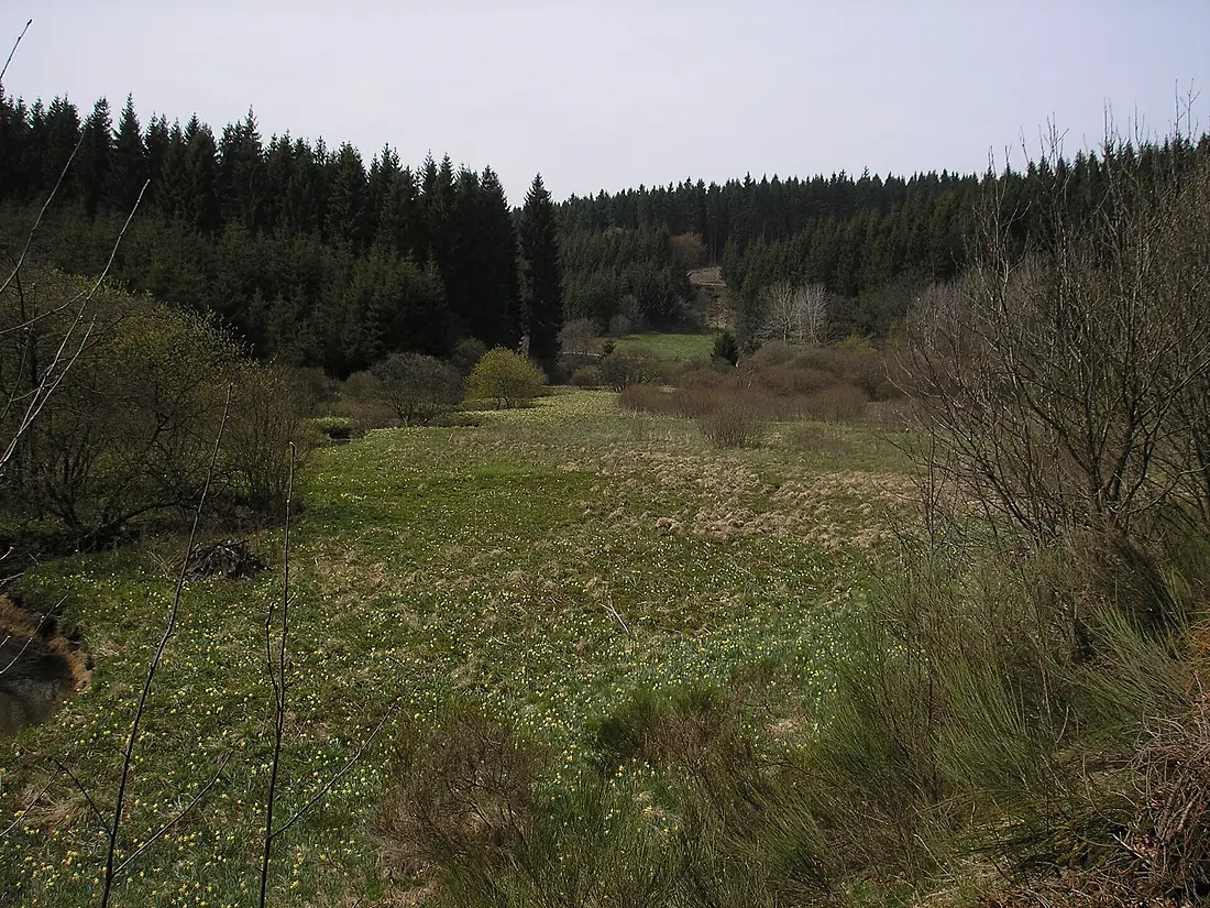 Narzissen im Holzwarchetal