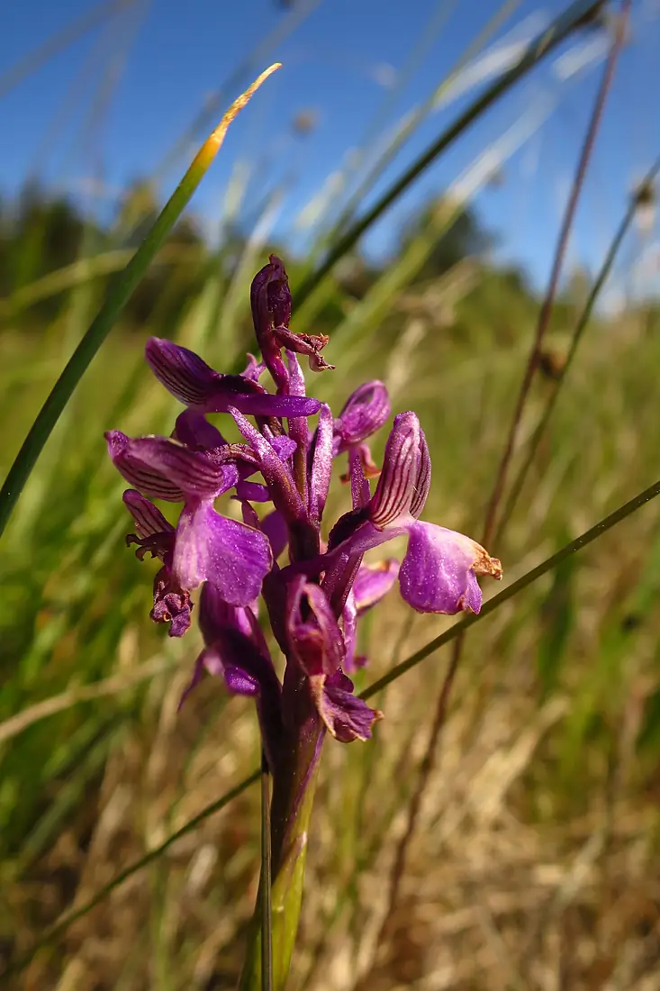Orchis morio Vilsandil
