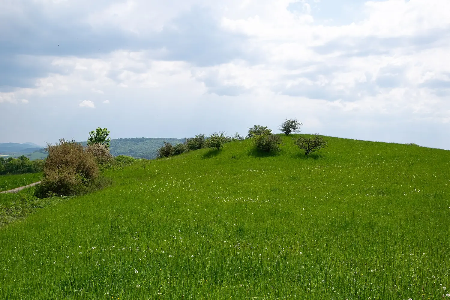 Warburg - 2023-05-13 - NSG Hellberg-Scheffelberg (DSC 1460)