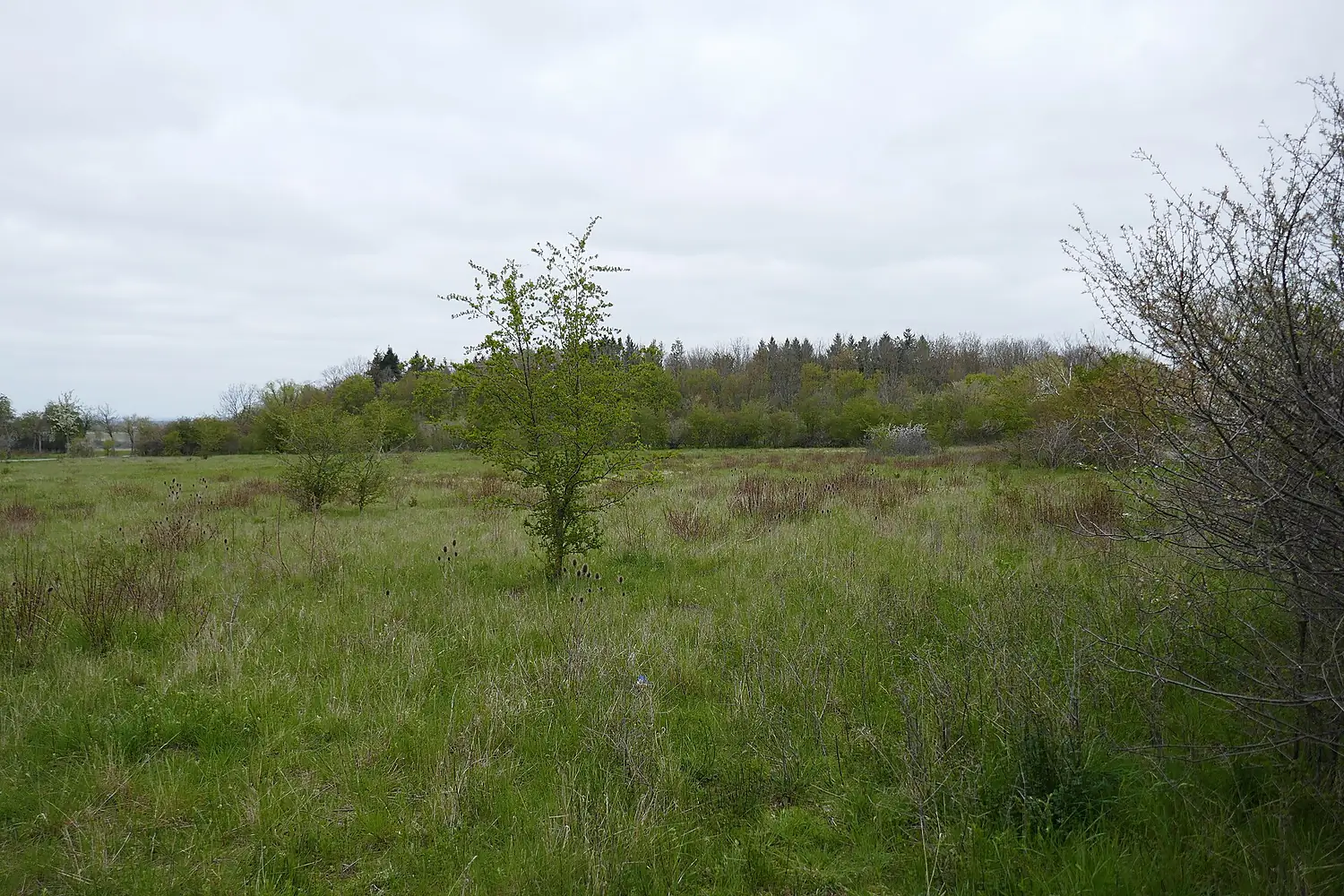 Geseke - Brachfläche im Vogelschutzgebiet Hellwegbörde