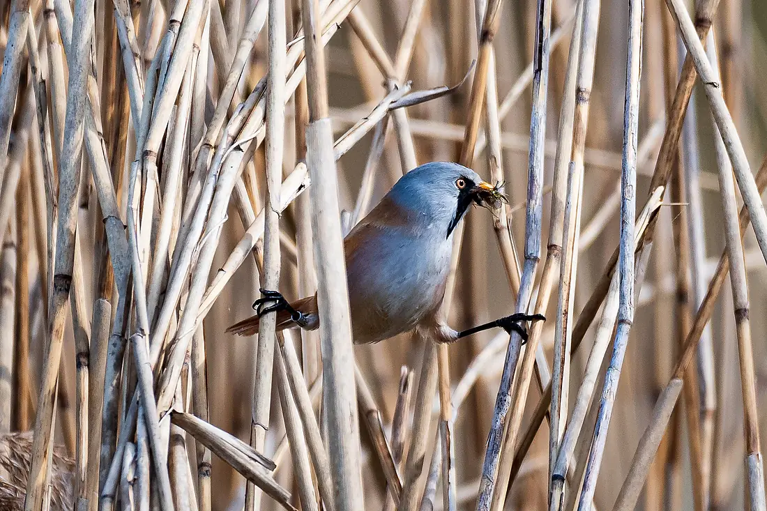 Bartmeise Rieselfelder Münster