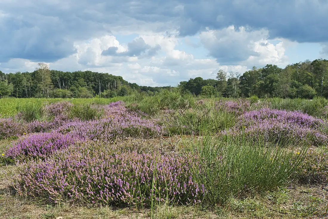 Blühende Heide in der Wahner Heide, Nordschneise