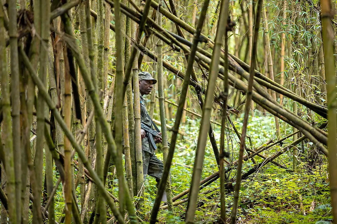 A Park ranger with AK-47 Machine gun in a bamboo forest , Volcanoes National Park Rwanda. Emmanuel Kwizera