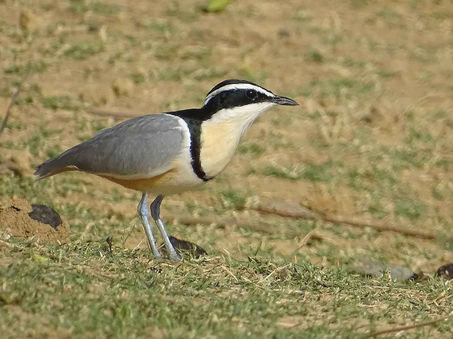 Pluvian fluviatile île aux oiseaux