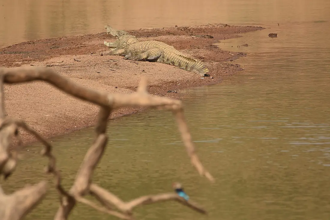 Crocodile du Nil W Niger 2