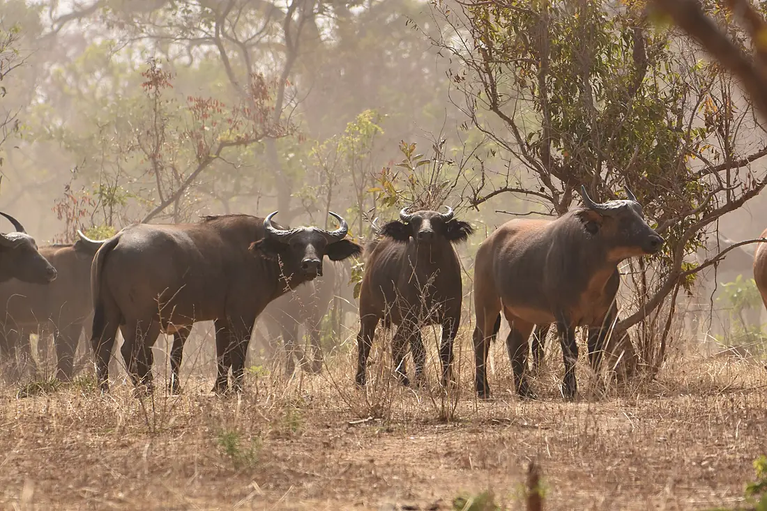 African buffalo in Niger in the W Niger park
