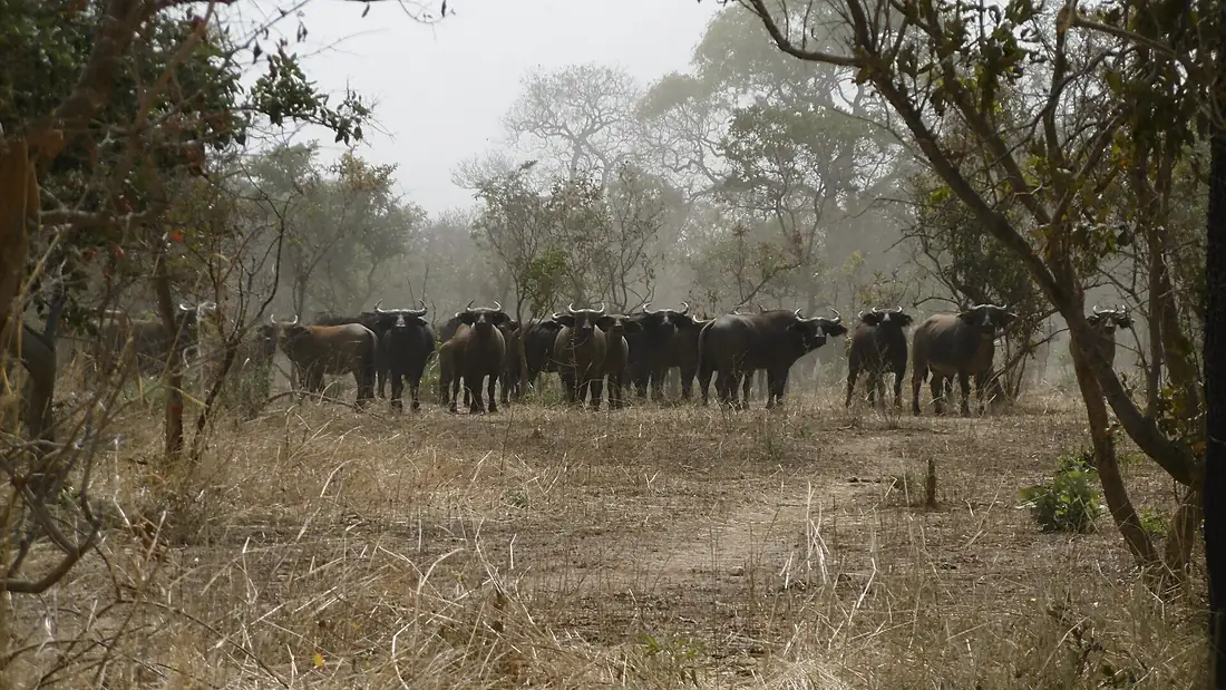 Buffle d'Afrique dans le parc W Niger