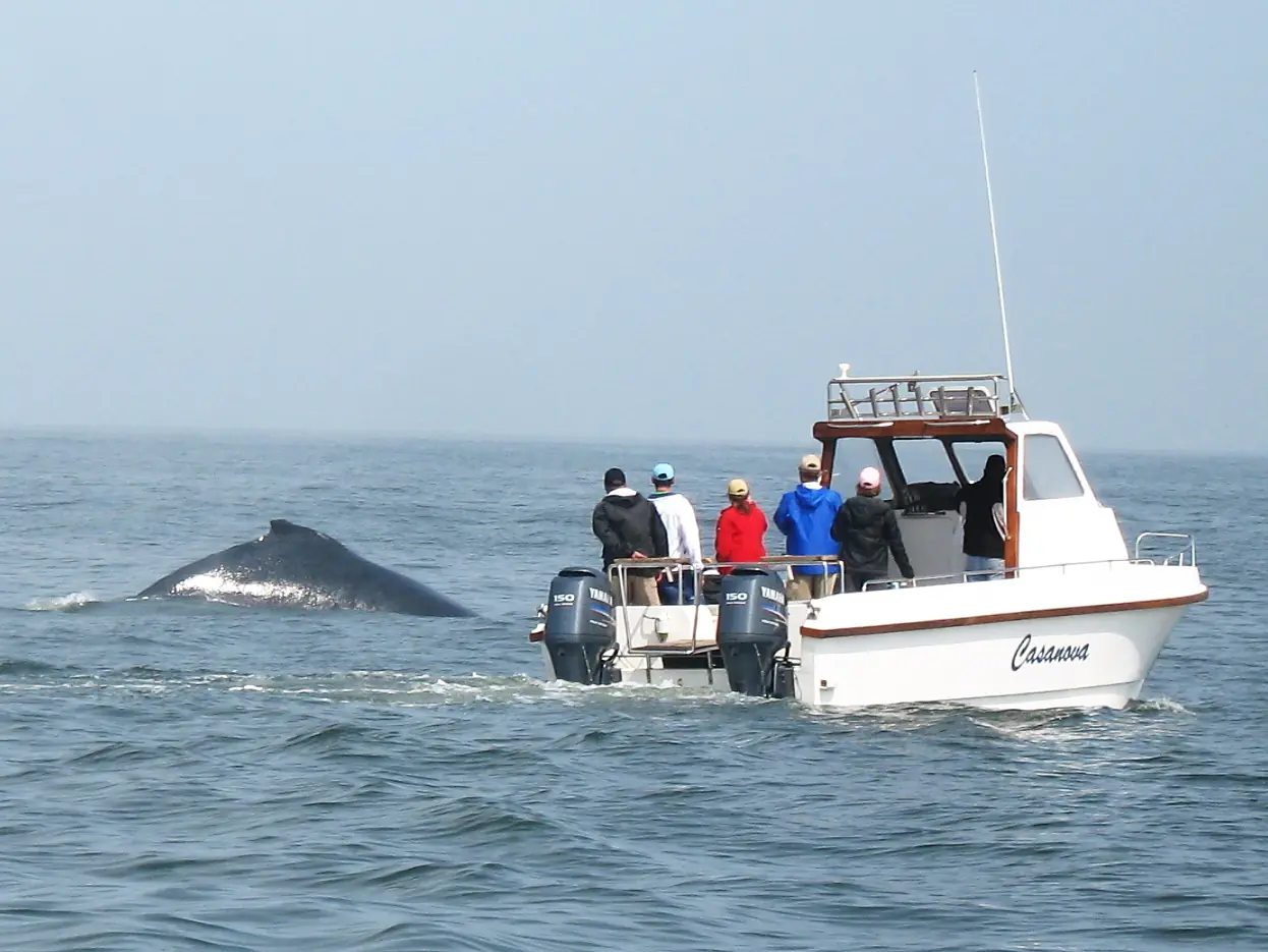 NA-walvis-2