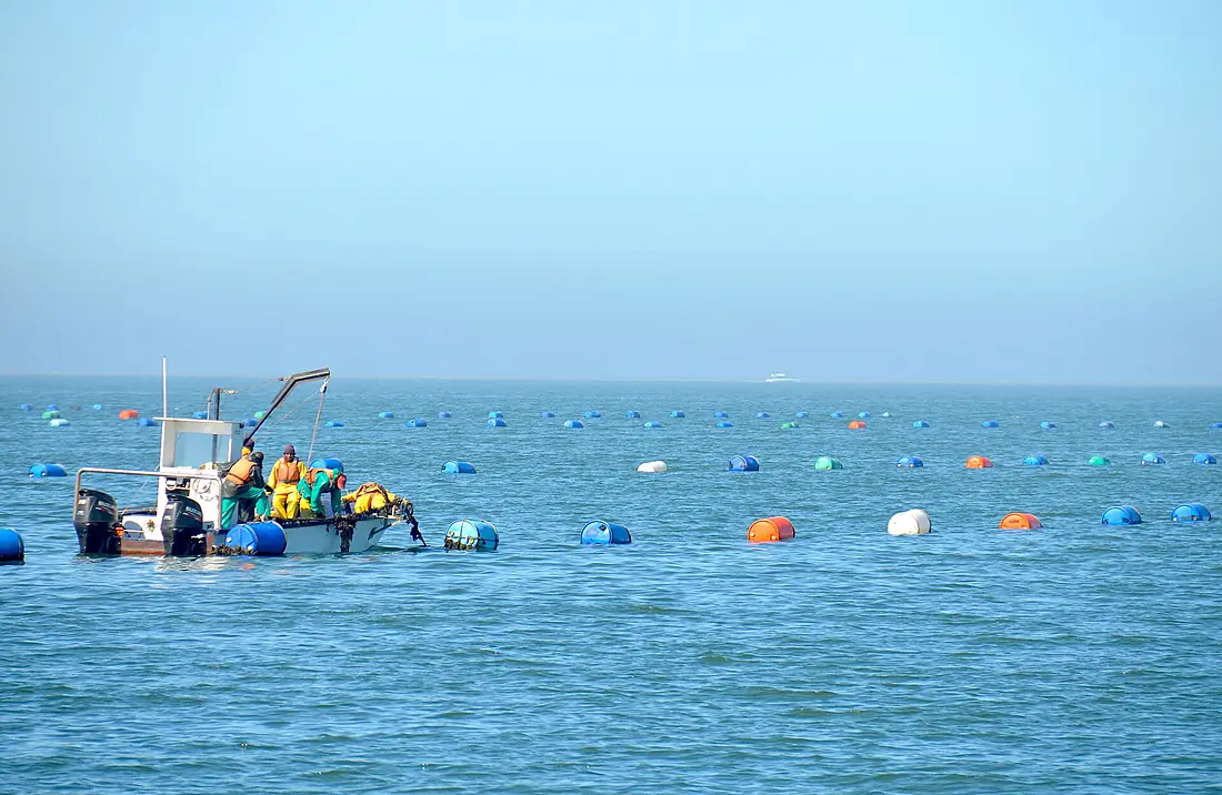 Oyster farming, Walvis Bay (Namibia)
