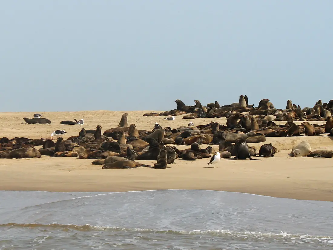 NA-walvis-4