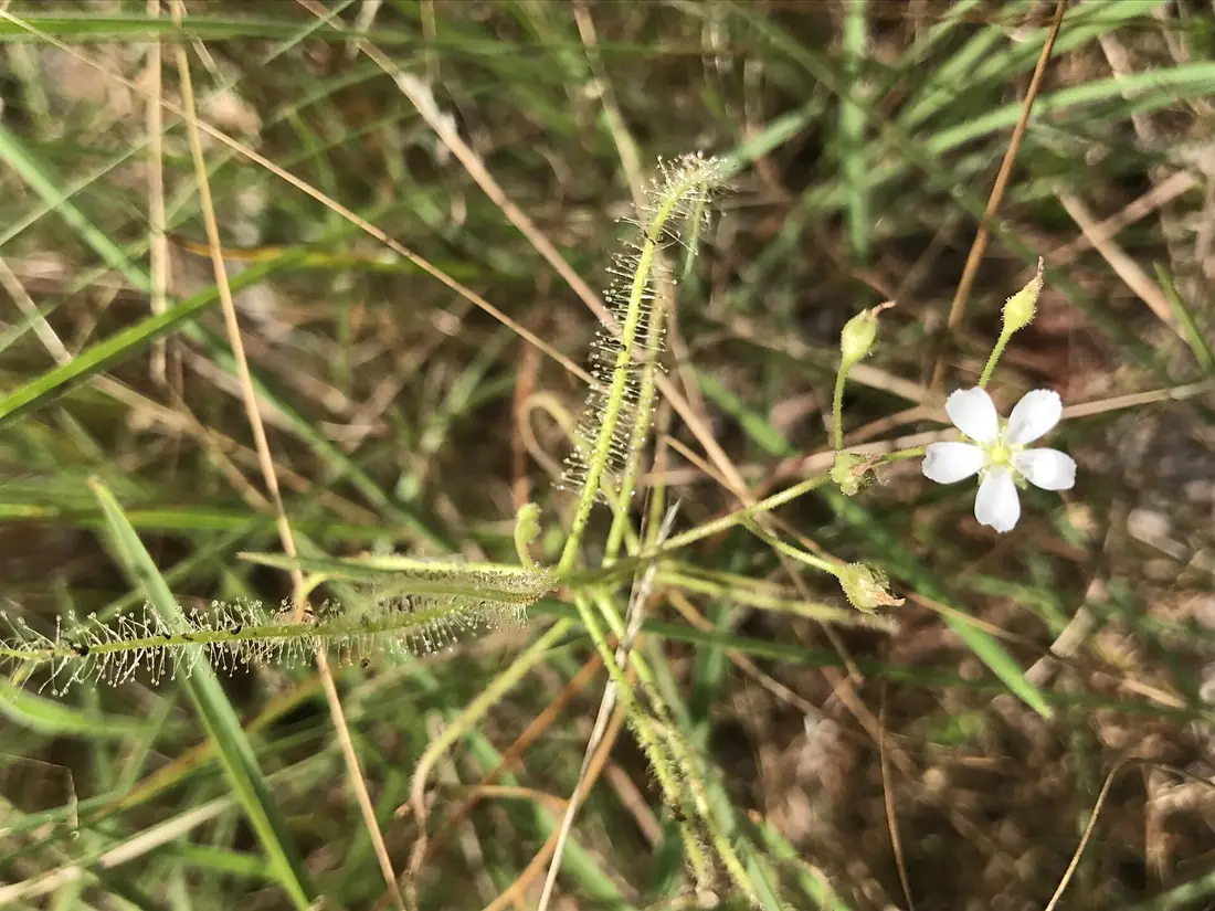 Drosera serpens - william hoyer - 240555388