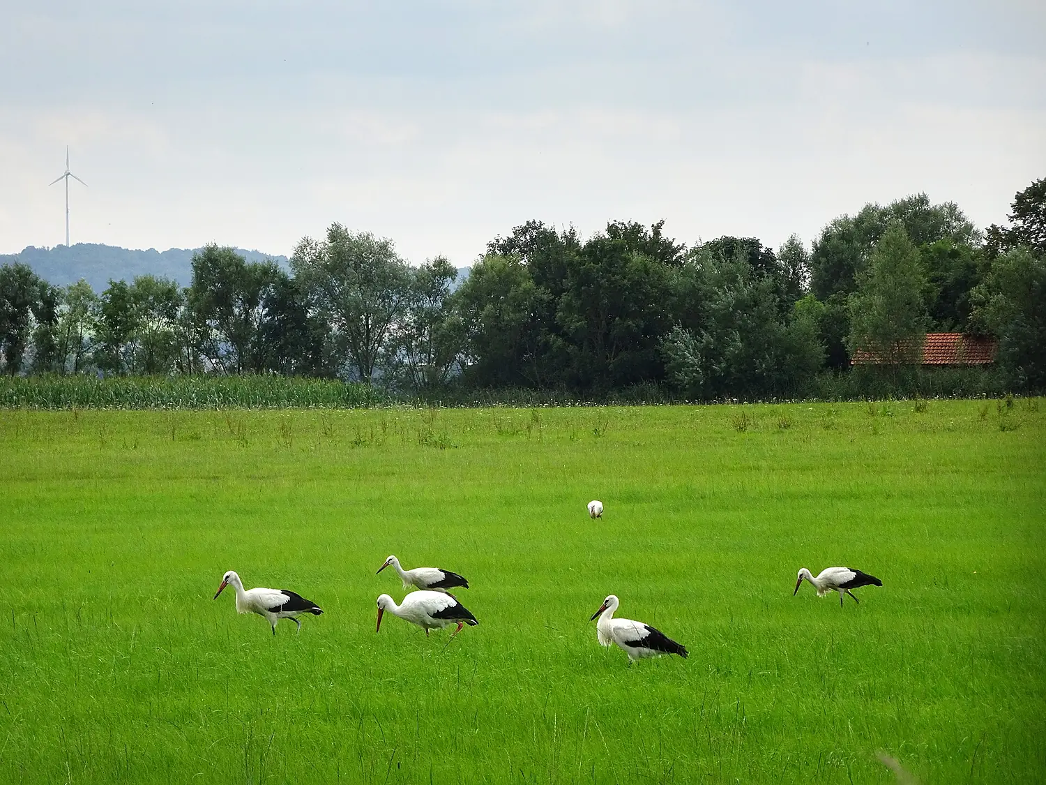 Aue bei Gerstungen im EU-Vogelschutzgebiet Werra-Aue zwischen Breitungen und Creuzburg. (1)