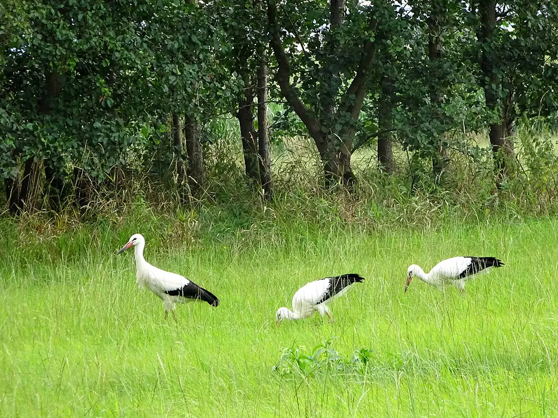 Aue bei Gerstungen im EU-Vogelschutzgebiet Werra-Aue zwischen Breitungen und Creuzburg. (2)