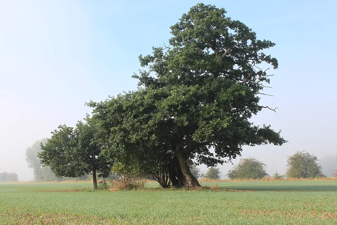 Alte Eiche im Gerstunger Forst