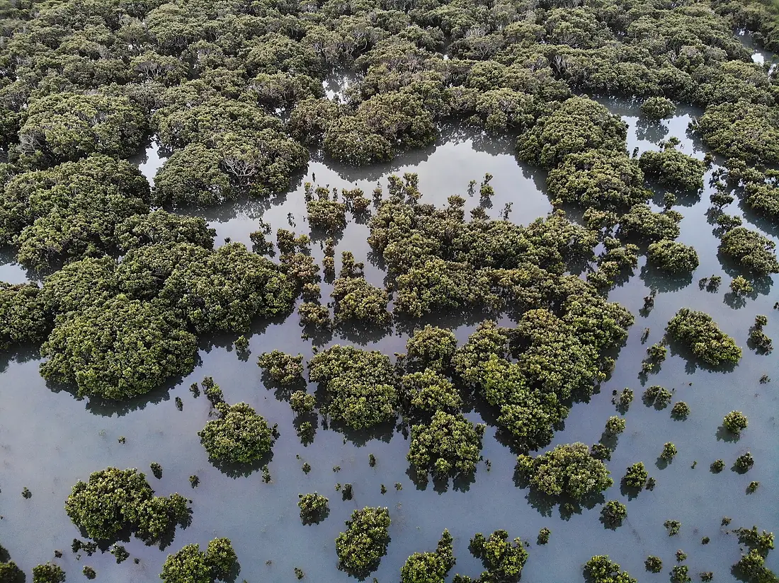 Hastings Nth Mangroves . Mangroves around Westernport Bay, Hastings Victoria 29