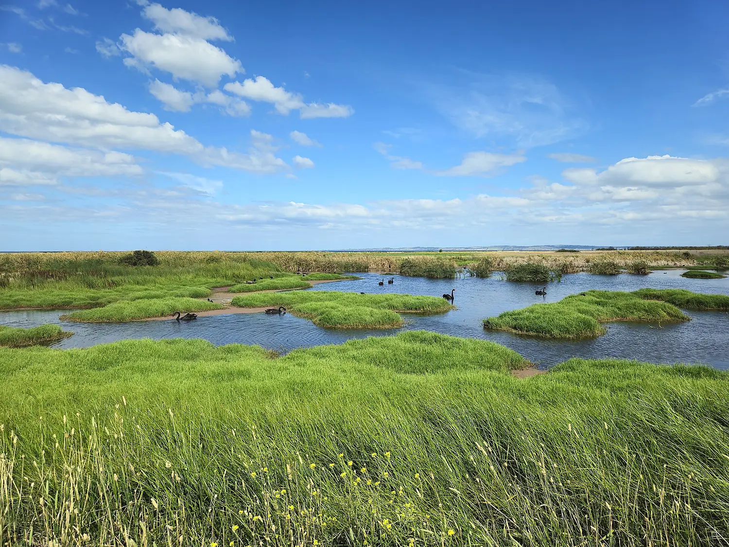T-Section Lagoons Pond 4, January 2024