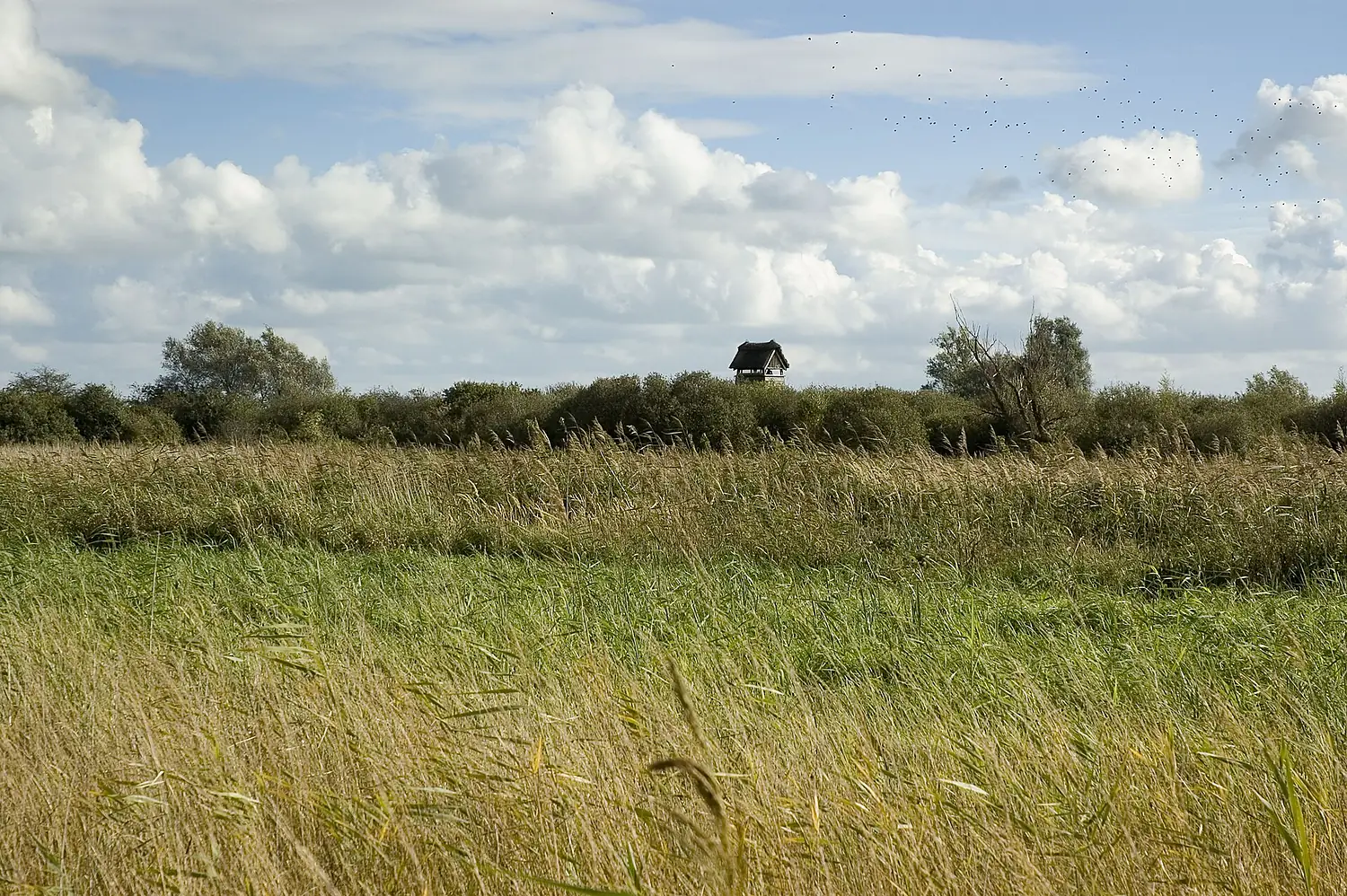 Wicken-Fen-Hide
