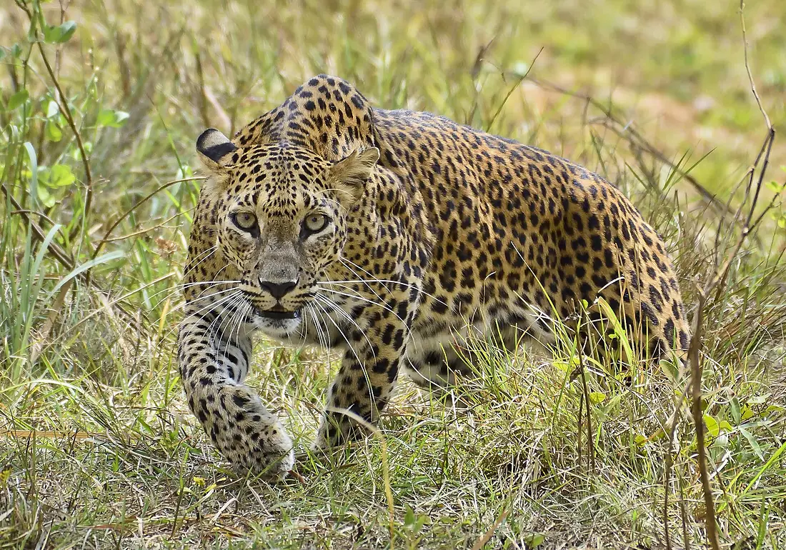 Sri Lankan leopard (Panthera pardus kotiya) at Wilpattu National Park