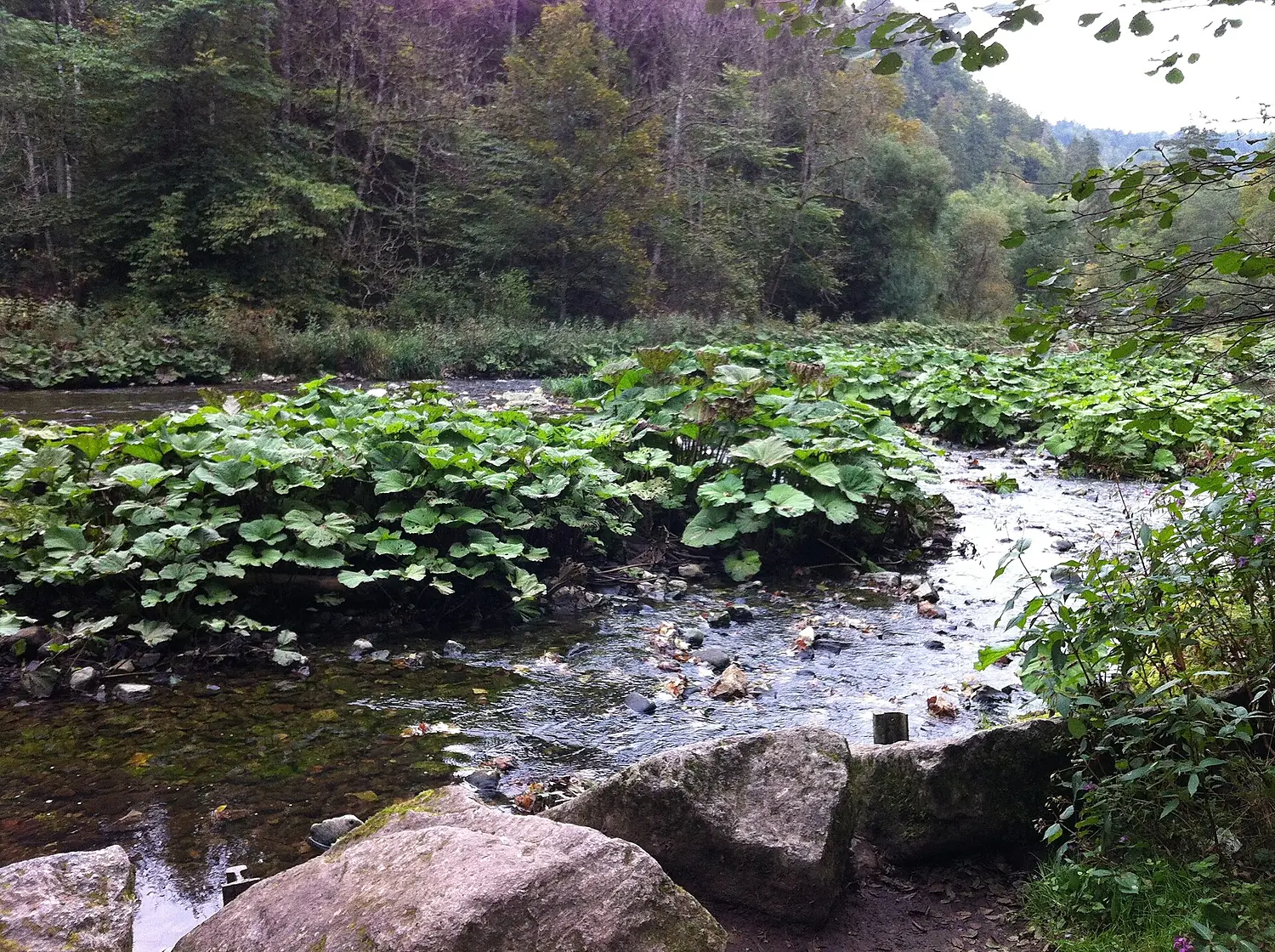 Wutachtal 2