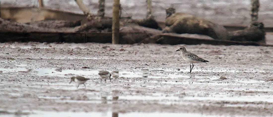 Grey Plover, Xuan Thuy NP Vietnam