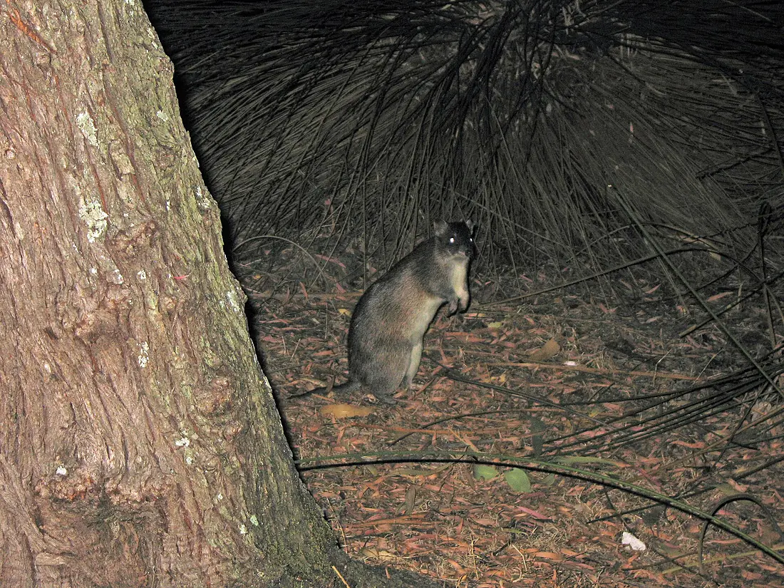 Southern Brown Bandicoot - Flickr - GregTheBusker
