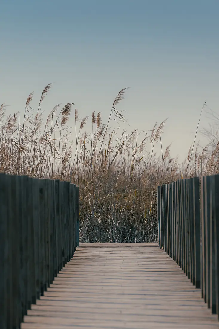 Reeds in the Lagoon