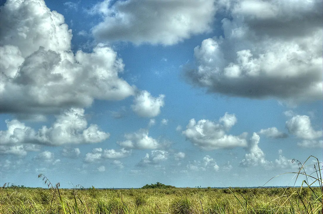 Cayo en la ciénaga (4189971773)