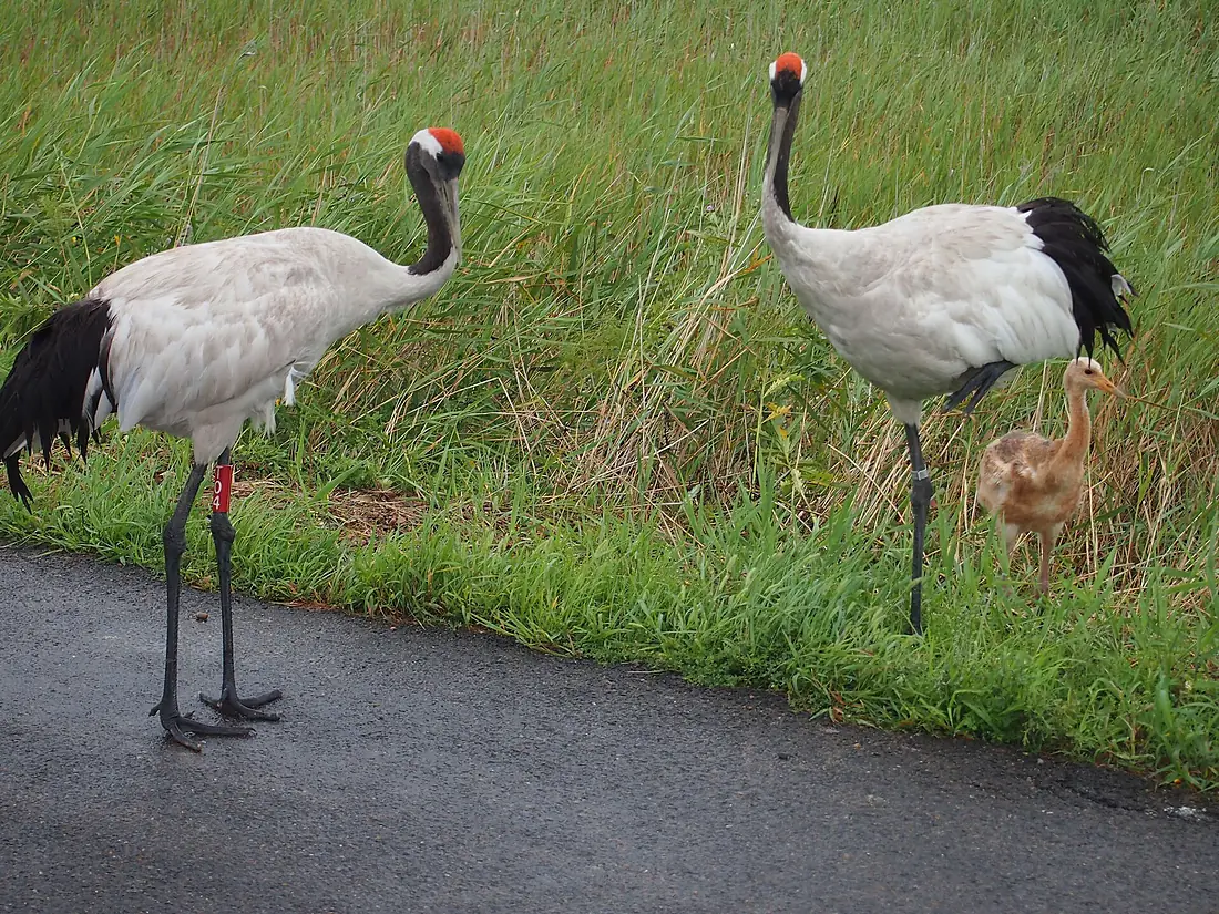 ZhaLong Grus japonensis