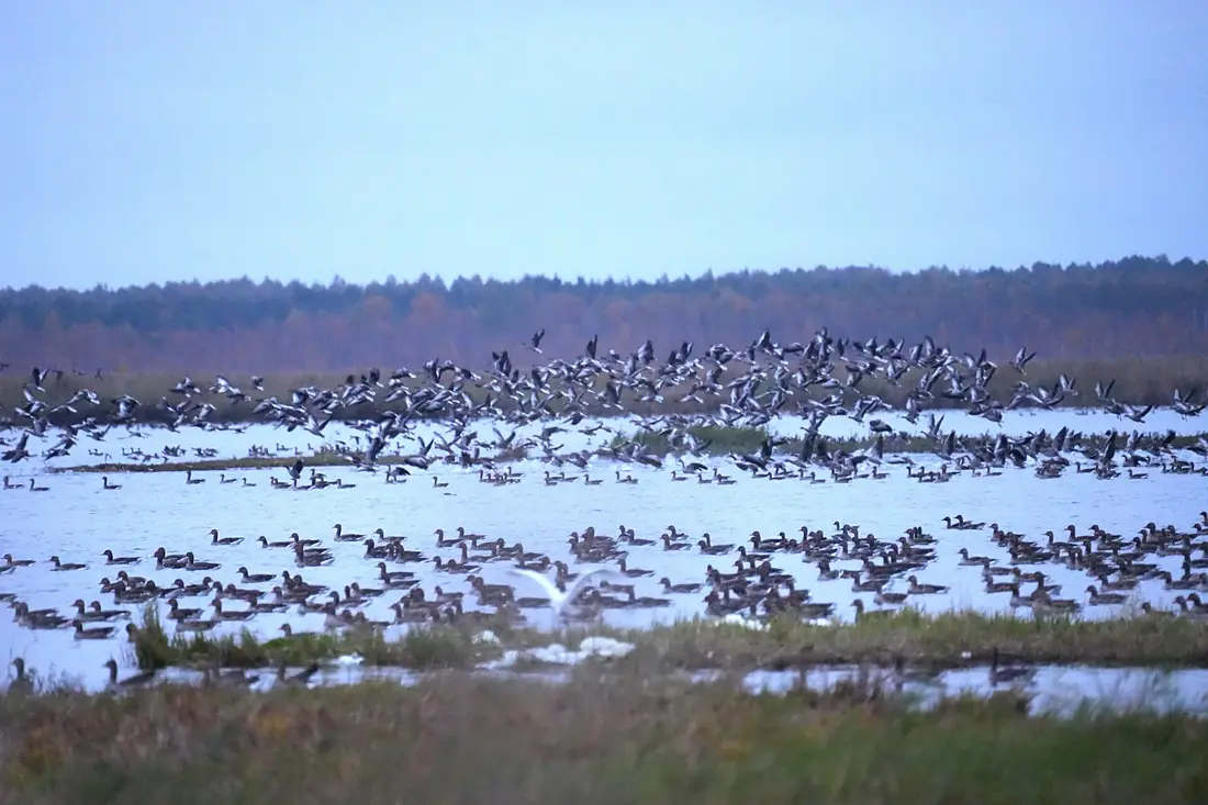 Geese on Žuvintas lake