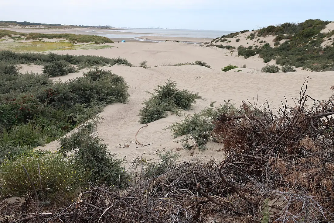 Het Zwin Cadzand 04