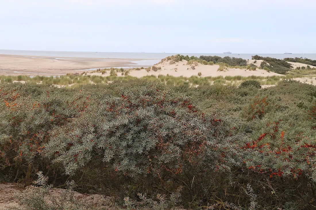 Het Zwin Cadzand 08